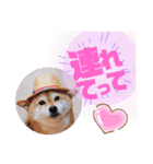柴犬みあの毎日スタンプ（個別スタンプ：28）
