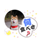 柴犬みあの毎日スタンプ（個別スタンプ：29）