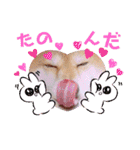 柴犬みあの毎日スタンプ（個別スタンプ：30）