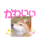 柴犬みあの毎日スタンプ（個別スタンプ：31）