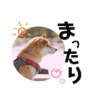 柴犬みあの毎日スタンプ（個別スタンプ：32）
