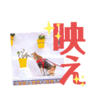 柴犬みあの毎日スタンプ（個別スタンプ：33）