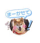 柴犬みあの毎日スタンプ（個別スタンプ：35）