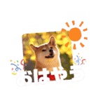 柴犬みあの毎日スタンプ（個別スタンプ：36）