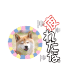 柴犬みあの毎日スタンプ（個別スタンプ：38）