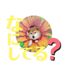 柴犬みあの毎日スタンプ（個別スタンプ：39）