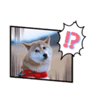 柴犬みあの毎日スタンプ（個別スタンプ：40）