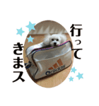 Nわんこ（個別スタンプ：2）