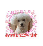Nわんこ（個別スタンプ：8）