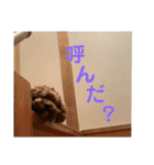Nわんこ（個別スタンプ：14）