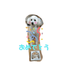Nわんこ（個別スタンプ：15）