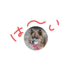マルちゃん家族maru-chan'house（個別スタンプ：2）