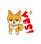 やんちゃ柴犬 茶々 短いリアクション（個別スタンプ：1）