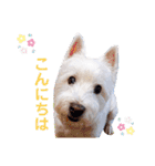 レオのLINEスタンプ（個別スタンプ：2）