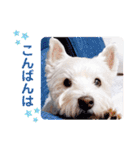 レオのLINEスタンプ（個別スタンプ：3）