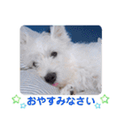 レオのLINEスタンプ（個別スタンプ：4）
