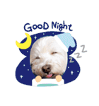 レオのLINEスタンプ（個別スタンプ：5）