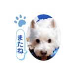レオのLINEスタンプ（個別スタンプ：6）