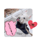 レオのLINEスタンプ（個別スタンプ：8）