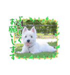 レオのLINEスタンプ（個別スタンプ：9）