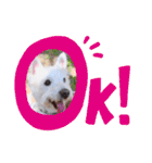 レオのLINEスタンプ（個別スタンプ：12）