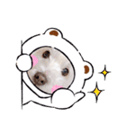 レオのLINEスタンプ（個別スタンプ：15）