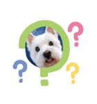 レオのLINEスタンプ（個別スタンプ：16）