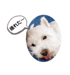 レオのLINEスタンプ（個別スタンプ：18）