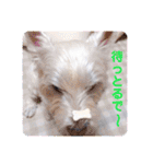 レオのLINEスタンプ（個別スタンプ：19）