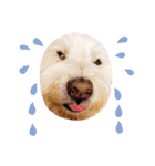 レオのLINEスタンプ（個別スタンプ：22）