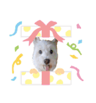 レオのLINEスタンプ（個別スタンプ：26）