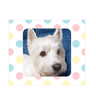 レオのLINEスタンプ（個別スタンプ：33）