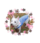 レオのLINEスタンプ（個別スタンプ：34）