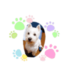 レオのLINEスタンプ（個別スタンプ：36）