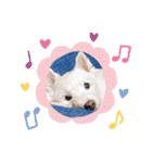 レオのLINEスタンプ（個別スタンプ：37）