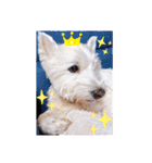 レオのLINEスタンプ（個別スタンプ：38）