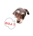 レバシュナるーかす。（個別スタンプ：2）