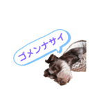 レバシュナるーかす。（個別スタンプ：13）