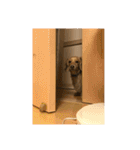 M.ダックスの日常part2（個別スタンプ：14）