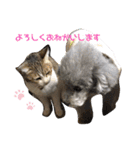 やまとくんとミミちゃん（個別スタンプ：2）