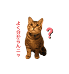 かつどん+α（個別スタンプ：1）
