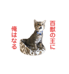 かつどん+α（個別スタンプ：8）