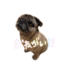 我が家のあずき☆（個別スタンプ：1）