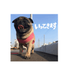 我が家のあずき☆（個別スタンプ：4）