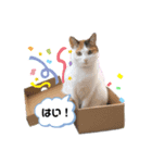苺子とうたとむう ごあいさつスタンプ 1（個別スタンプ：7）