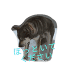 ひなんぷ  vol.2（個別スタンプ：16）