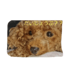 日常会話 犬スタンプ（個別スタンプ：1）