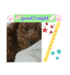 日常会話 犬スタンプ（個別スタンプ：3）
