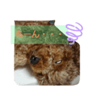 日常会話 犬スタンプ（個別スタンプ：5）