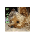 日常会話 犬スタンプ（個別スタンプ：6）